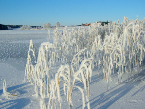 Talvinen kaislikko. Linkki 435 kt kuvaan
