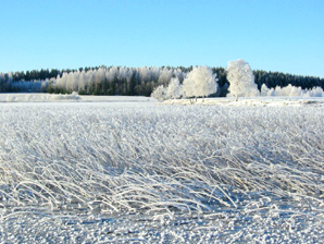 Iivolan saari. Linkki 517 kt kuvaan