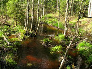 Puron yl�juoksua. Linki isompaan 373 kt kuvaan