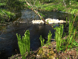 Nuoria kotkansiipi�. Linki isompaan 694 kt kuvaan