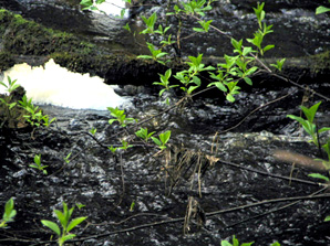 Kohisevan vaahtoa. Linki isompaan 210 kt kuvaan