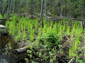 Nuoria kotkansiipi�. Linki isompaan 295 kt kuvaan