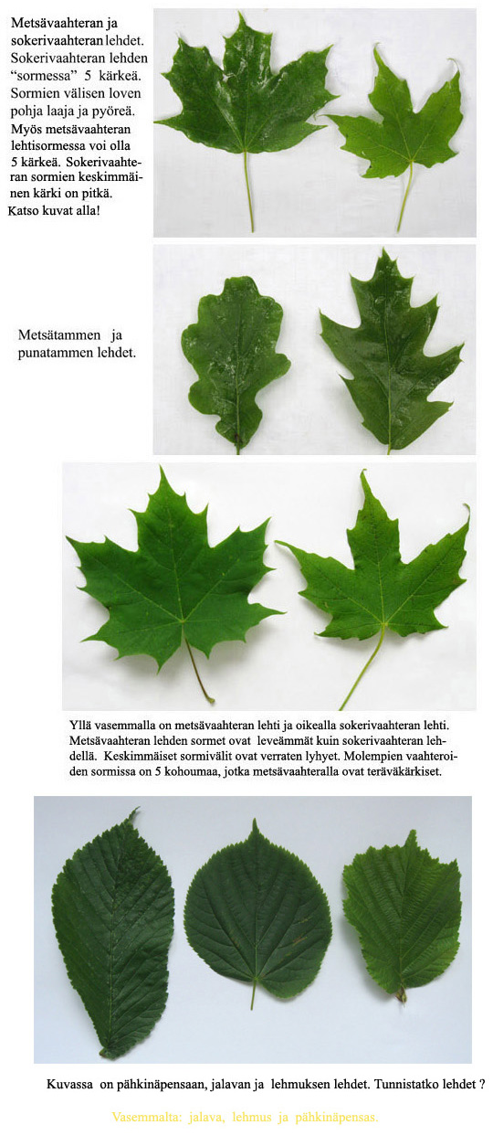 Vaahteran lehti� ym