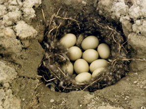 Jouhisorsan pes�, 365 kt