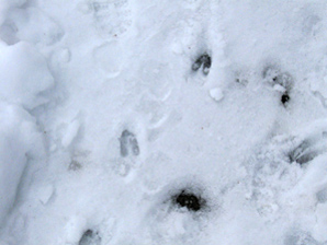 Mets�kauriin j�lki�