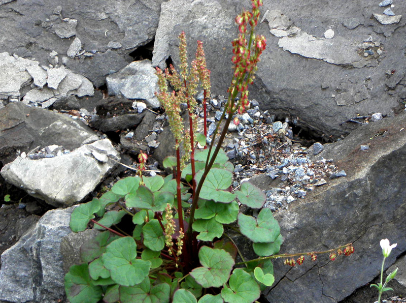 Paluu edelliselle sivulle.