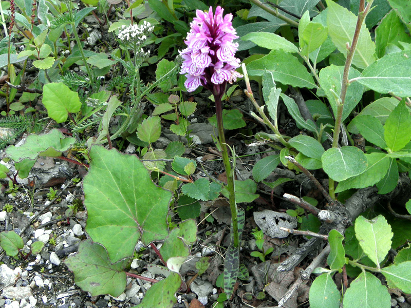 Paluu edelliselle sivulle.