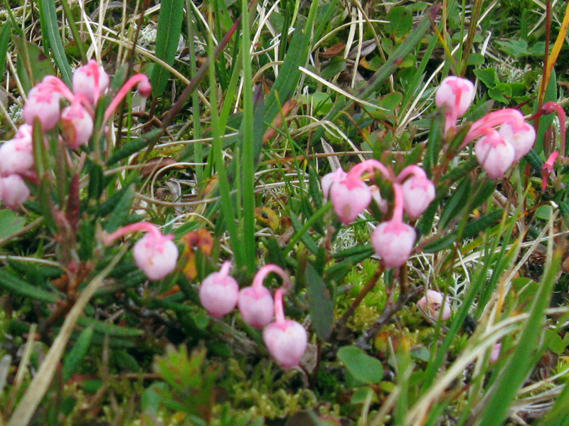Paluu edelliselle sivulle.