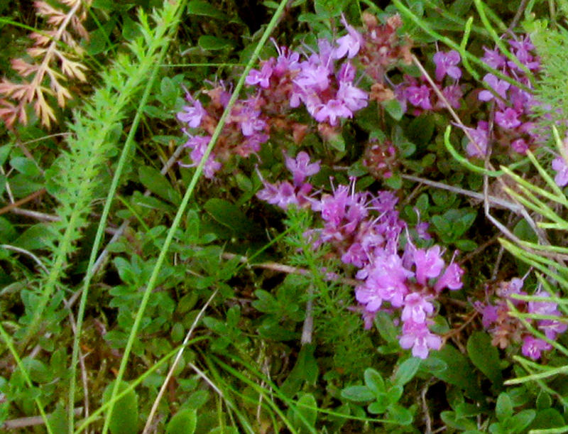 Paluu edelliselle sivulle.