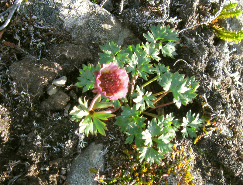 Paluu edelliselle sivulle.