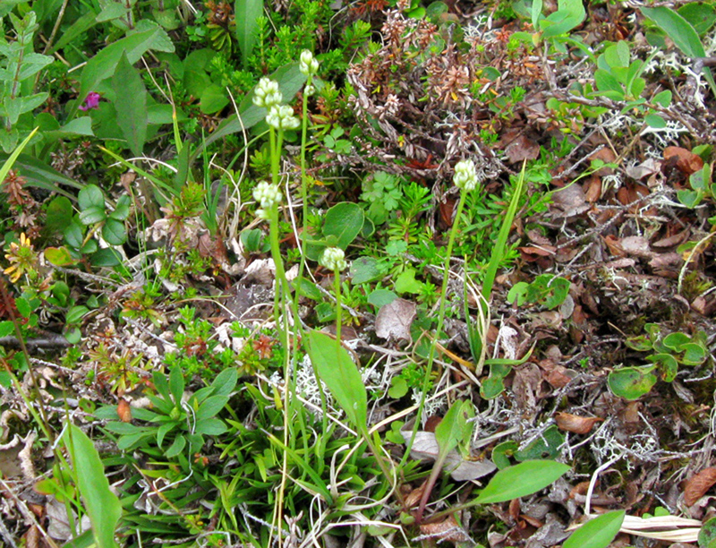 Paluu edelliselle sivulle.
