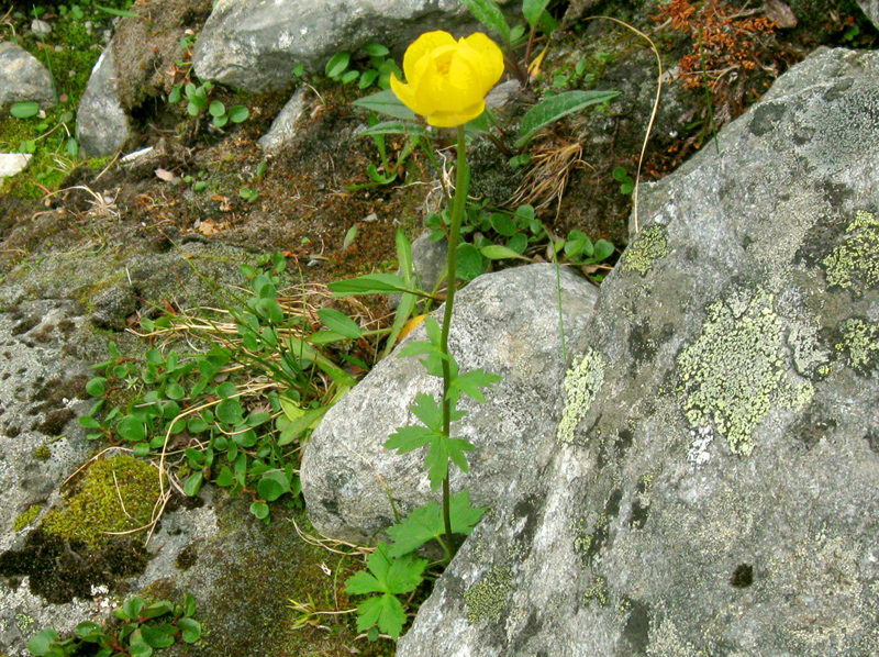 Paluu edelliselle sivulle.