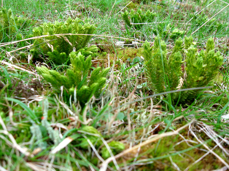 Paluu edelliselle sivulle.