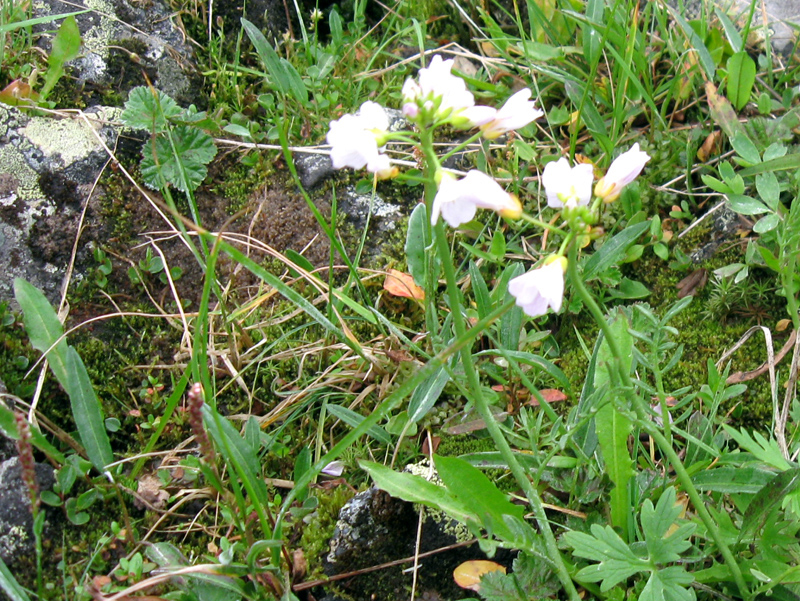 Paluu edelliselle sivulle.