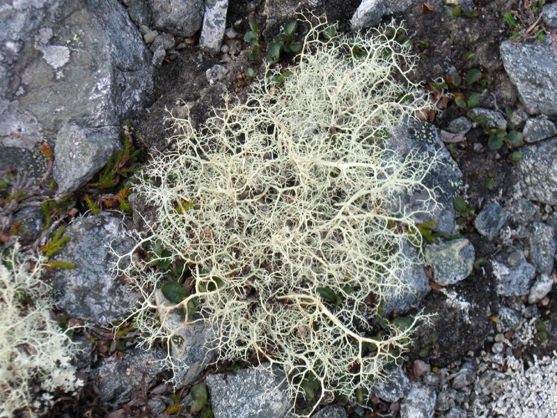 Paluu edelliselle sivulle.