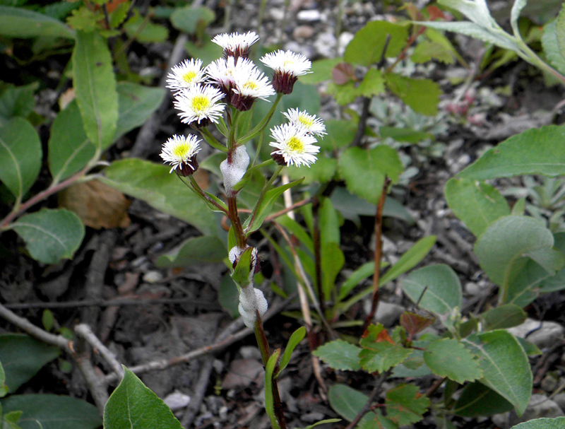 Paluu edelliselle sivulle.