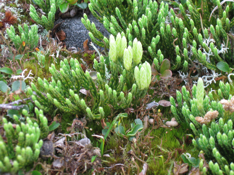Paluu edelliselle sivulle.