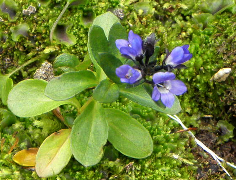 Paluu edelliselle sivulle.