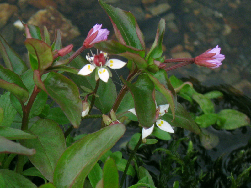 Paluu edelliselle sivulle.