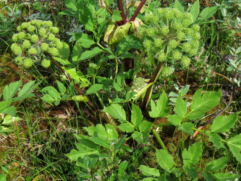 Paluu edelliselle sivulle.
