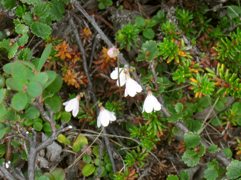 Paluu edelliselle sivulle.