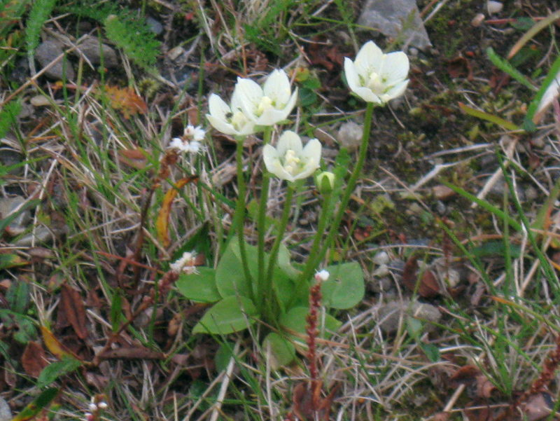 Paluu edelliselle sivulle.