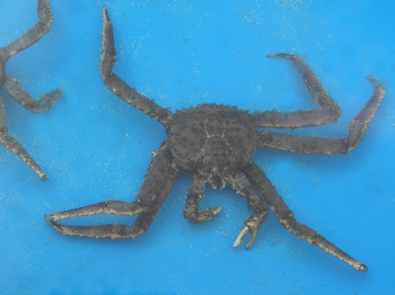 Paluu edelliselle sivulle.
