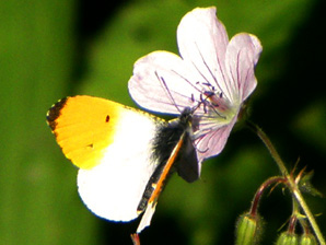 auroraperhonen, 245 kt