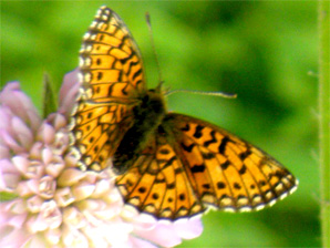 Hopeatäplä, 245 kt