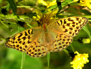 Ketohopeatäplä, 245 kt