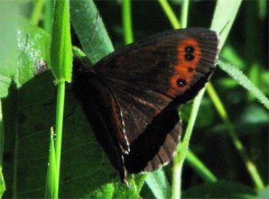 Nokiperhonen, 245 kt