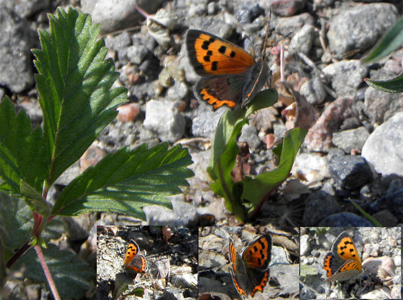 Paluu edelliselle sivulle.