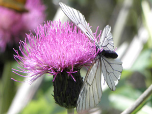 Pihlajaperhonen, 245 kt