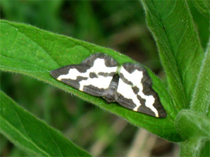 Täplämittari, 245 kt