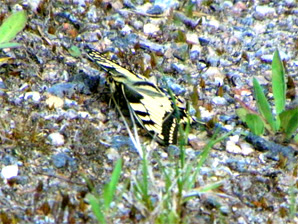 Ritariperhonen, 245 kt