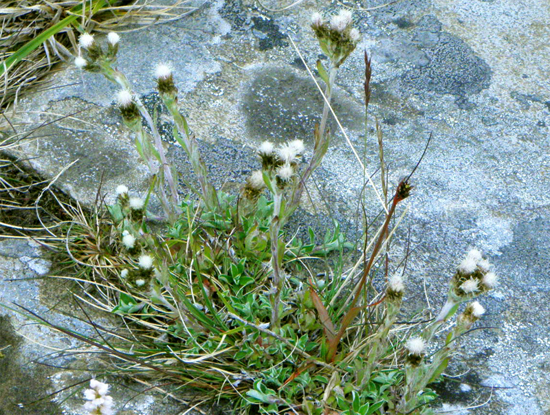 Paluu edelliselle sivulle.
