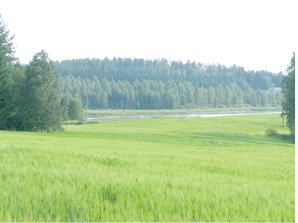 Linkki 271 kt kuvaan